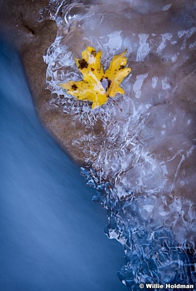 Maple Leaves in Ice 110519 3802