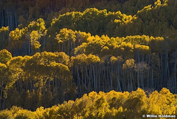Boulder Mountain Aspens 100917 3