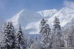 Frosty Timpanogos Pines 121912 331