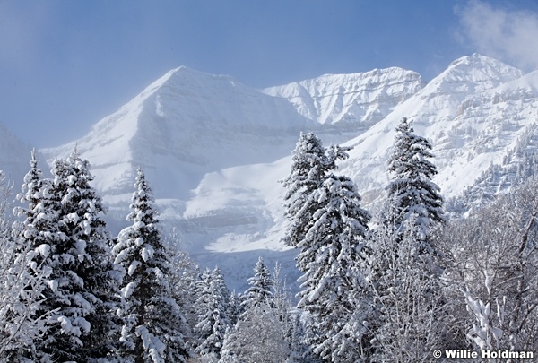 Frosty Timpanogos Pines 121912 331