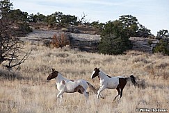 SanRafaelhorses102810 8119