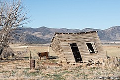 Leaning Shed Cow 112221 7235 2