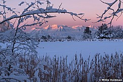 Timpanogos Snow Branches 112518 8541 6 2