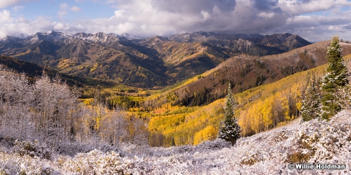 Yellow Aspens Snow 092814