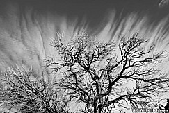 treecloudsBW1101710 29