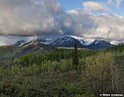 Spring Greens Timp 052913