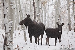 Cow Moose Calf 100711 63