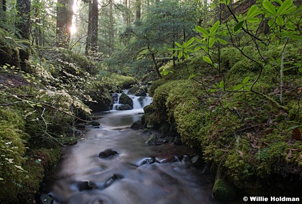 Hood Wilderness Stream 110614 7692 2