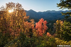 Maples backlit American Fork Canyon 091824 9812