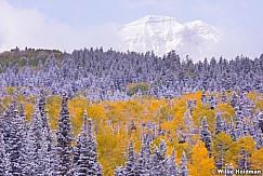 yellow Green Aspens 100413 7753