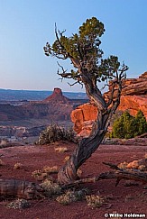 Canyonlands Juniper Tree 040517 3259