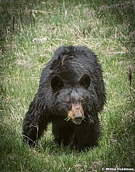 Black Bear Cub 050817 45861