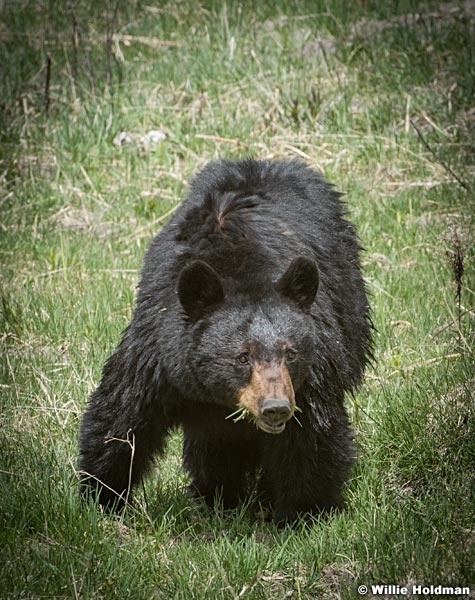Black Bear Cub 050817 45861