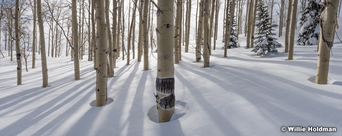 Aspen Winter Trunks Pano 030117 7851