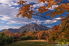 Autumn Maples Timpanogos 091814 6480