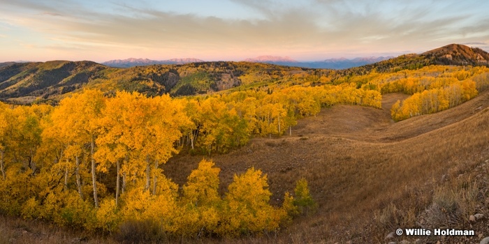 Yellow Aspens Wasatch 092615