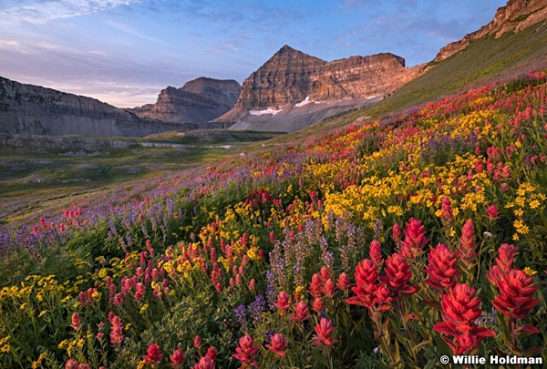 Timpanogos Wildflowers 072018 2893 2 2