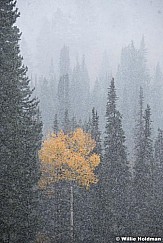 Heavy Snow Pines 100921 1938