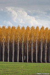 Rows of Trees Autumn 102516 7027