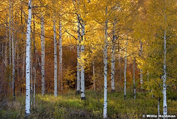 Golden Aspens Backlit 101017 1092