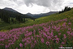 fireweed080607 881