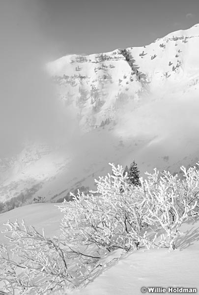 Frosty shrubscloudsBW030811 142