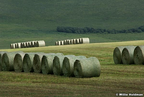 haybails071108 2011