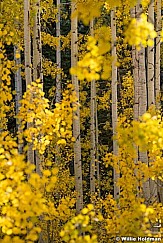 Aspen Lines Autumn Leaves 100722 1568