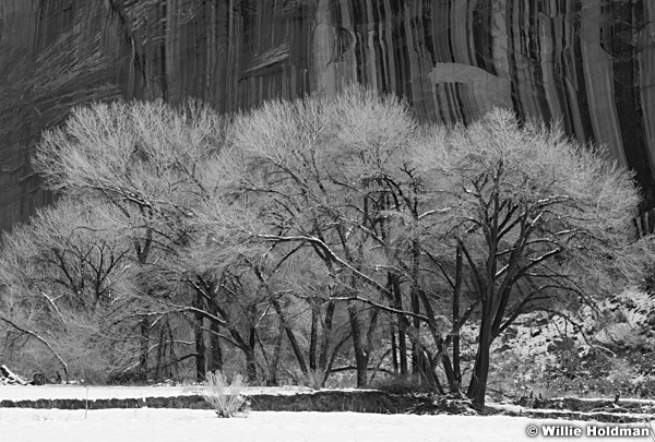 Capitol Reef Trees Black and White 031624 7515