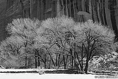 Capitol Reef Trees Black and White 031624 7515