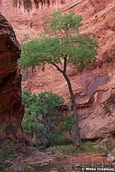 Escalante Side Canyon 060516 0852 2