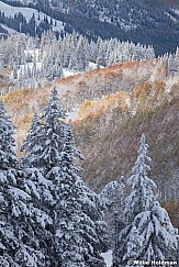 Snow burned quakies 100812 126