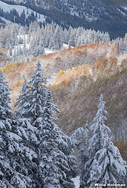 Snow burned quakies 100812 126