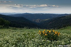 Yellow Daisies 062913 1960