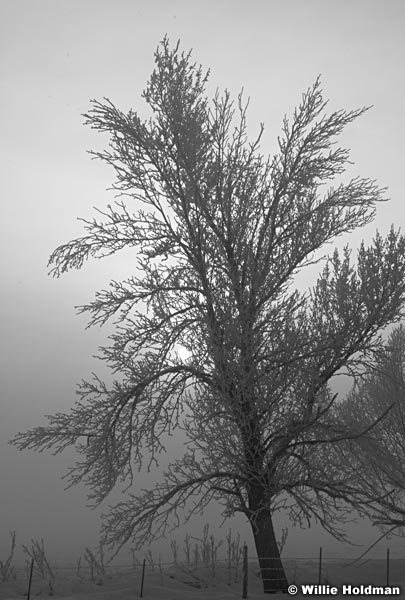 treesunfog020209 2058