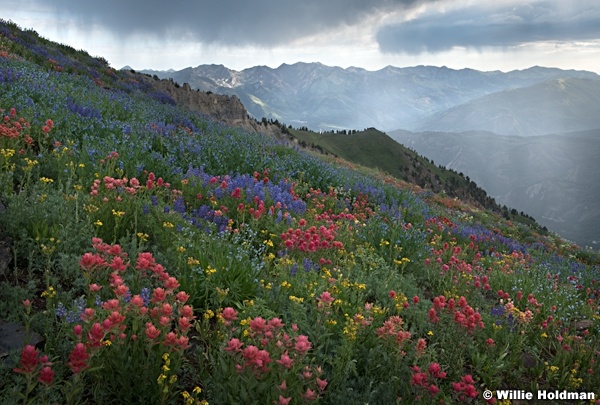 Wildflowers Sunrays 072720 3938 2