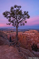 Bryce Canyon Roots 040616 4736 1 of 2