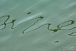 rippleabstract061610 0744