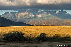 Timp Golden Field