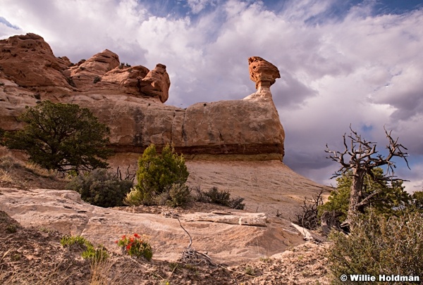 Beef Basin Rock 050415 8864 2