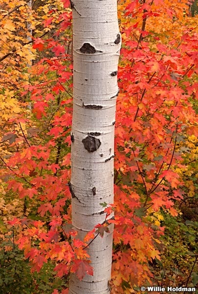 Red Maples Aspens 100412 47