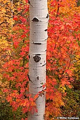 Red Maples Aspens 100412 47