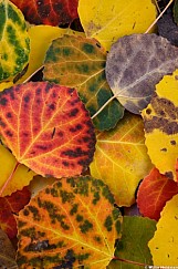 Aray Of Aspen Leaves 100126 9734