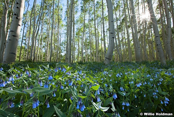 Bluebell Wildflowers Aspens 063013 323 2