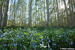 Bluebell Wildflowers Aspens 063013 323 2