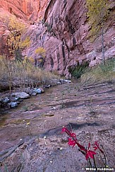 Red Penstemon Canyon 102619 1666