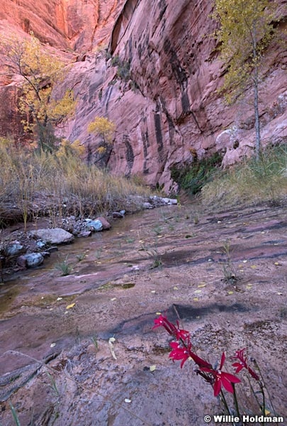 Red Penstemon Canyon 102619 1666