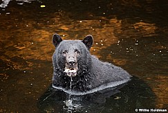 Black Bear Alaska 081916 5530