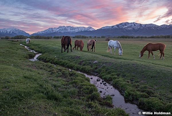 Heber Horses Spring 042819 7396