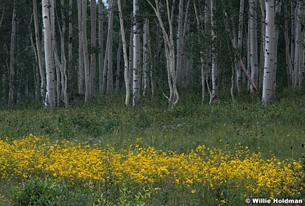 Yellow Sunflowers Aspen Grove 080921 0093 2